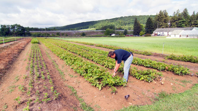 A person bends down to tend to a row of short seedlings in a field.
