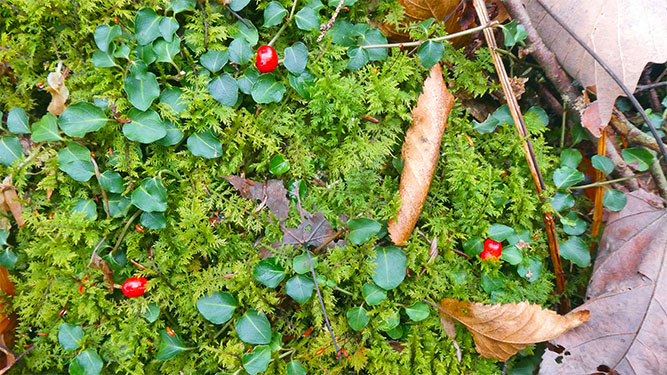 A few small red berries poke out from a bed of moss and small plants