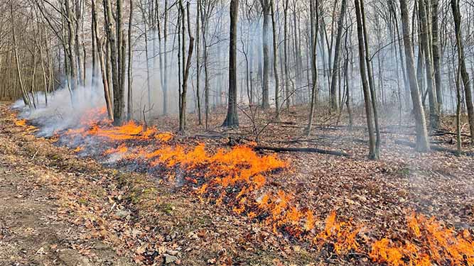 Fire burns in a line along the ground covered in dead leaves ina forest with no leaves on the trees.
