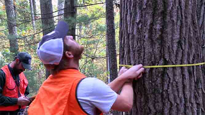 Two people stand outdoors in the woods, one holds a measuring tape around the trunk of a tree.