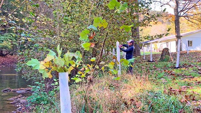 Plastice tubes with young trees growing out of them are along a forested stream bank. A person stands in front of a tube.