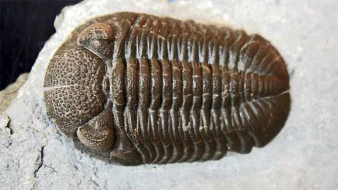 A fossil embedded in a flat rock shows ridges and folds of a trilobite