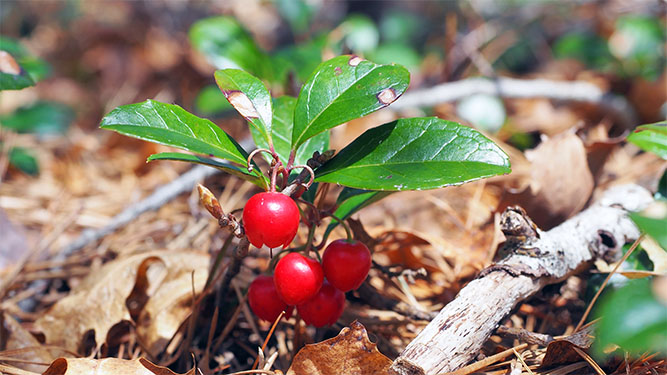 A cluster of red berries frow from a short plant out of the forest floor of dead leaves and branches