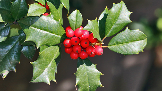 A holly plant with vibrant red berries