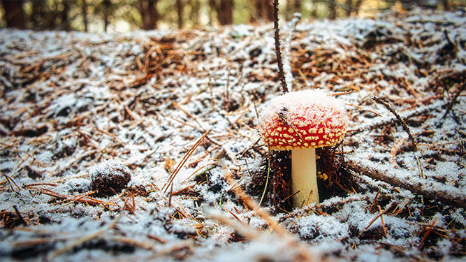 A mushrooms grows out of dirt and pine needles as a dusting of snow covers everything on a forest floor