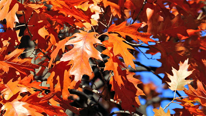 Red oak leaves shine in the sun outdoors.