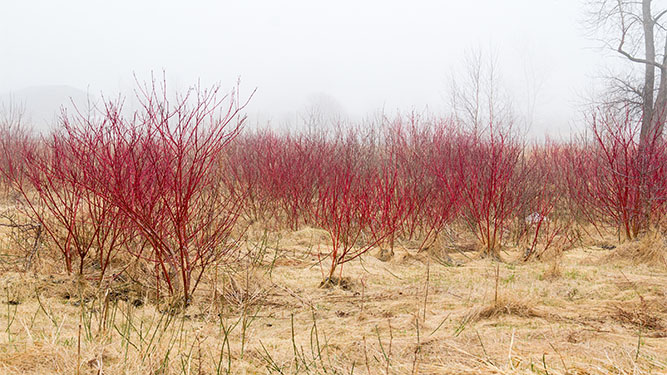 A field of red bushes on a foggy day