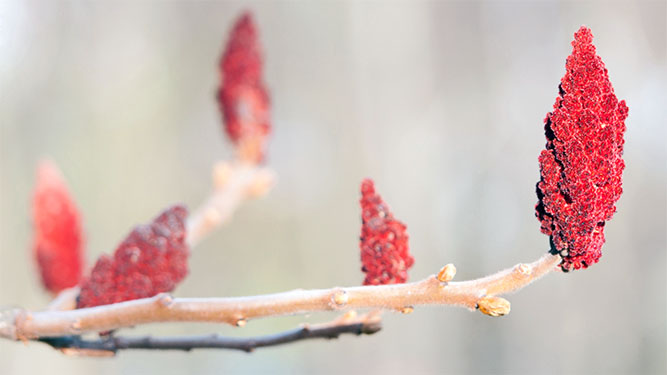 Red buds on a branch with a blurry background.
