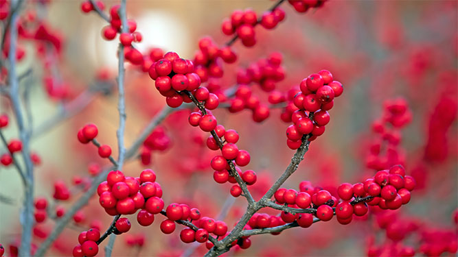 A close-up of vibrant red berries hanging from a tree branch
