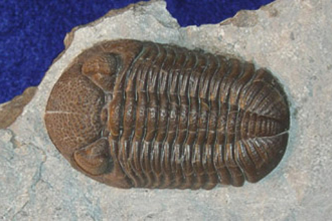 The ridged, brown fossil is the trilobite state fossil Phacops rana