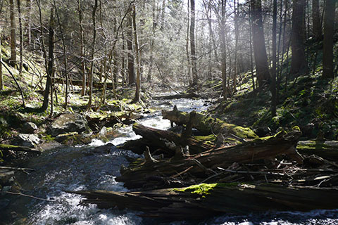 Dense forest surrounds a rocky creek.