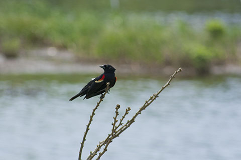 Bird at Beltzville State Park