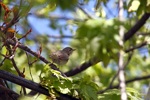 Bird at Blue Knob State Park