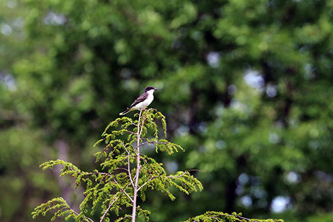 Bird at Chapman State Park
