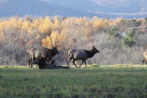 Elk at Elk Country Visitor Center