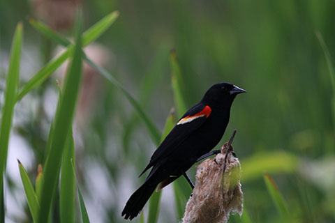 Bird at Frances Slocum State Park