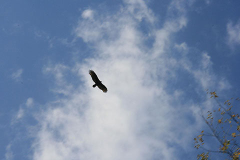 Bird above Greenwood Furnace State Park