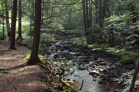 A low, rocky creek in a shaded evergreen forest.