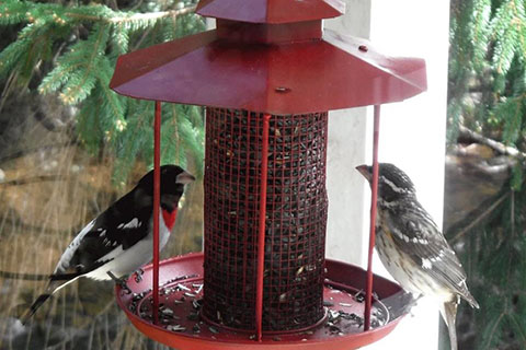 Birds feeding at Hickory Run State Park