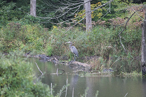 Bird along Water at Hills Creek State Park