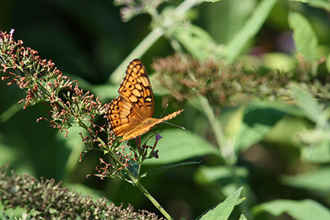 Butterfly at Joseph E. Ibberson Conservation Area