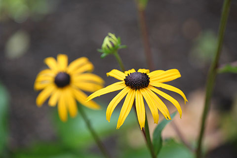 Wildflowers at Laurel Ridge State Park