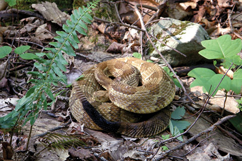 Snake at Little Pine State Park