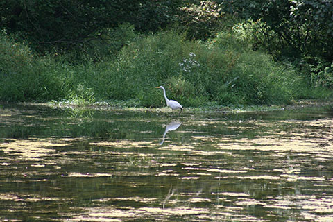 Bird at Memorial Lake State Park