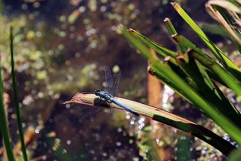 A dragonfly sits on the stem of a grass like plant above water.