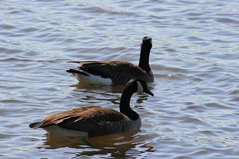 Geese at Nockamixon State Park