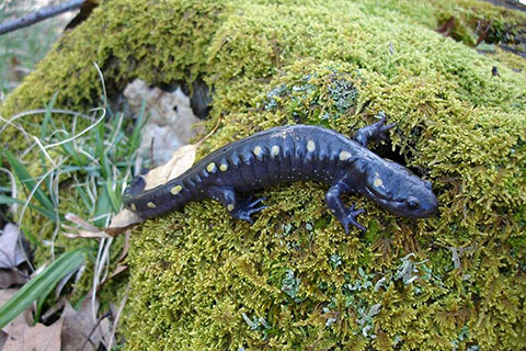 Salamander at Parker Dam State Park
