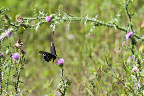 Butterfly at Penn-Roosevelt State Park