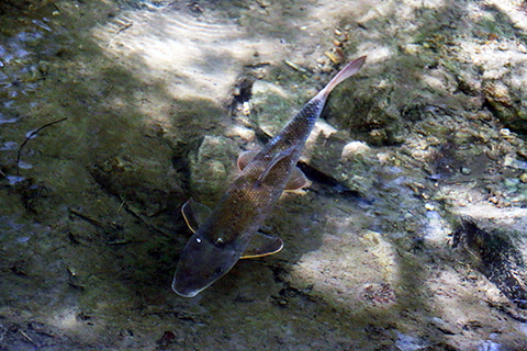 Fish at Poe Valley State Park