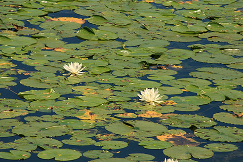Lily pads and two blossoms float on water outdoors.