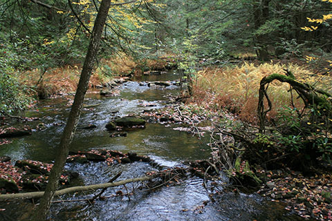 A low, rocky creek flows past ferns and shrubs in a thick forest.
