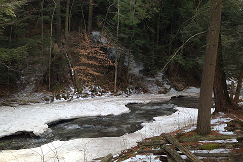 Ice covered the baks of a creek in the woods.