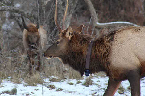 Elk at Sinnemahoning State Park