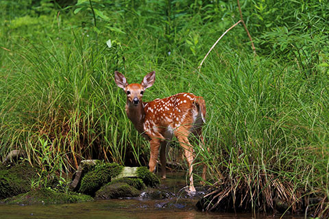 Fawn at Sizerville State Park