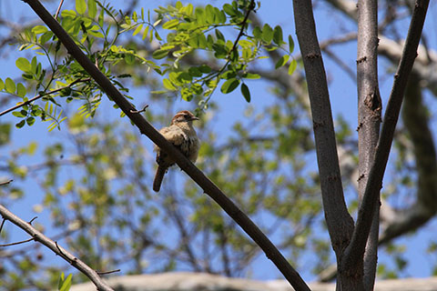 Bird at Swatara State Park