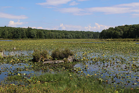 A large still lake is covered with floating plants and surrounded by forests.