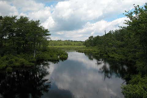A calm portion of a lake is borded by plants and forests.
