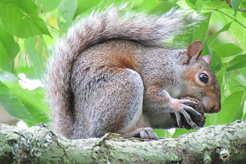 Squirrel at Tyler State Park