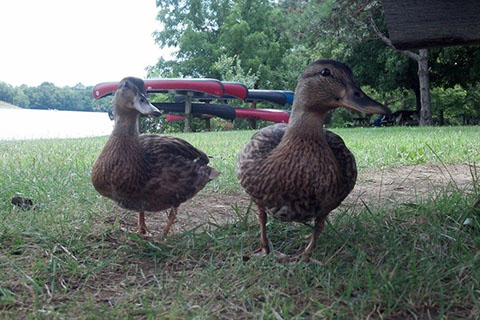 Ducks at Warriors Path State Park