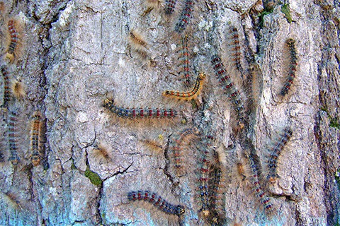 Outdoors, nature, tree, bark, caterpillars, bugs, insect