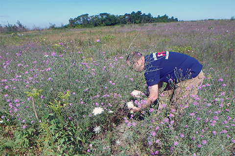 A person bends down, surrounded in a field full of the same light green plant with purple flowers