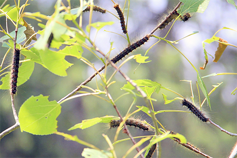 Several caterpillars crawl over leaves and stems of a tree branch showing signs of defoliation.