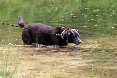 Dog_Drinking_Lake_Water.jpg