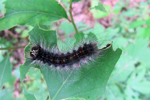A Gypsy Moth Caterpillar sits on a leaf while eating the plant.