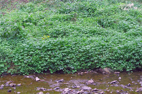 A large growth of green vines and leave cover the bank of a small stream