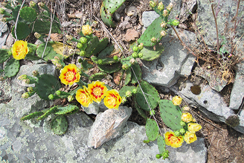 A small, short cactus with bright yellow and red flowers grows between rocks on the ground.